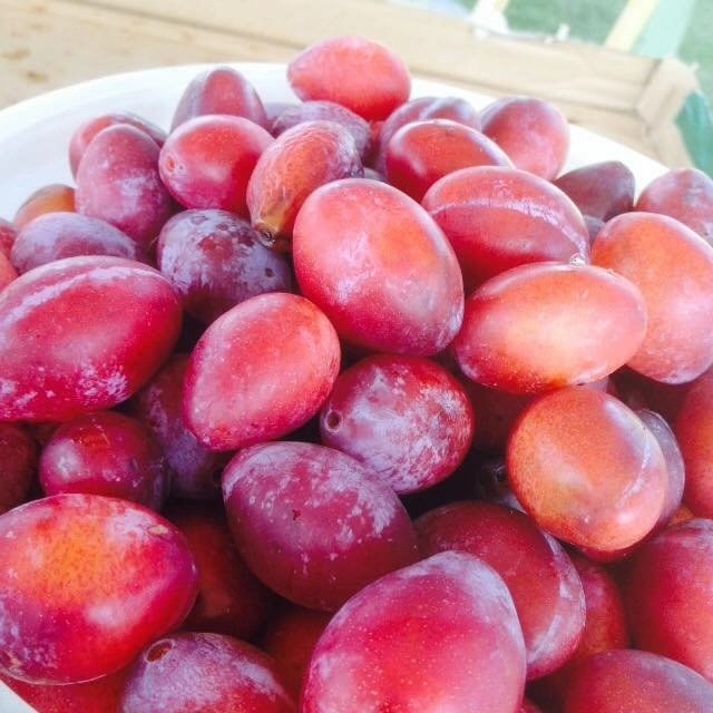 Pelverde