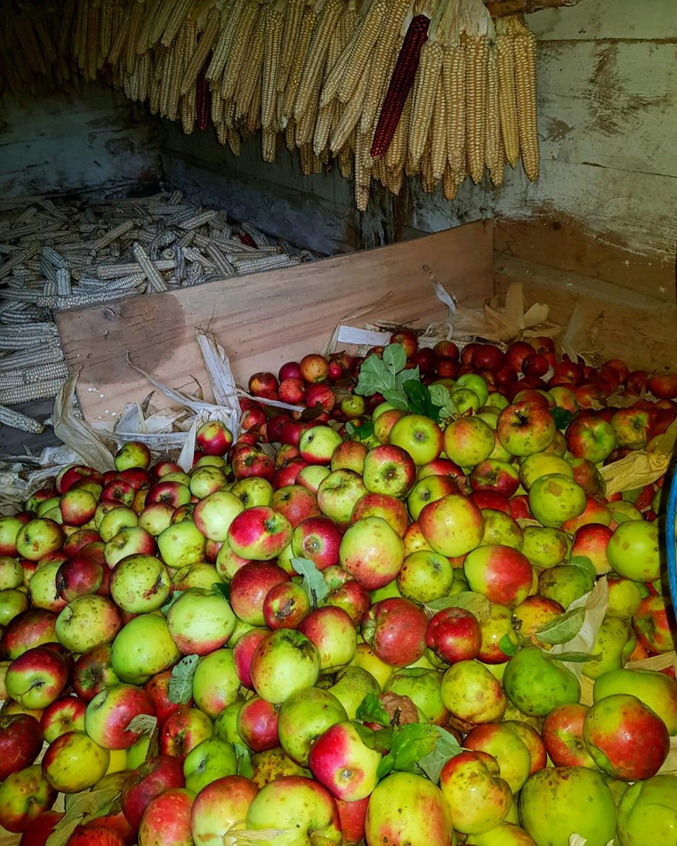 Serenderde Mısır Yaprağıyla Elma Saklama